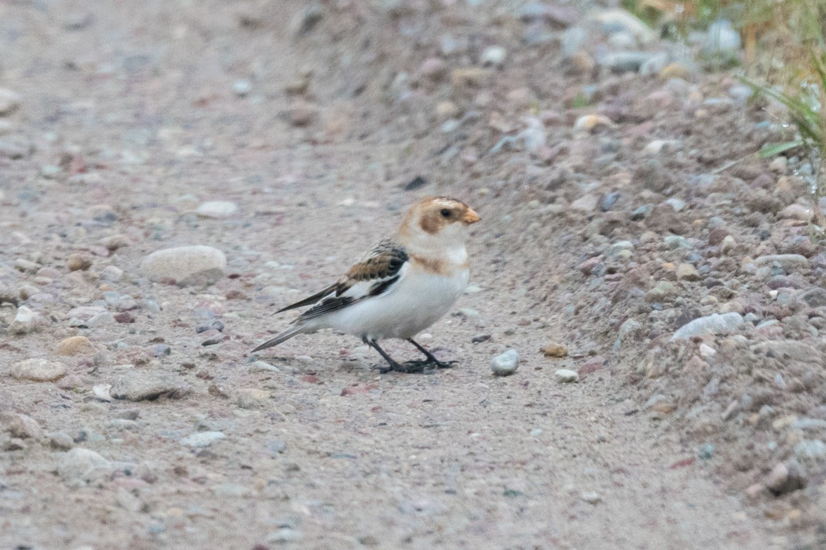 Snow Bunting - ML645651985