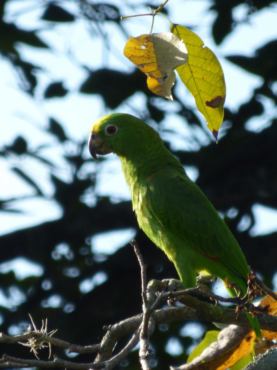 Gelbscheitelamazone - ML645651989