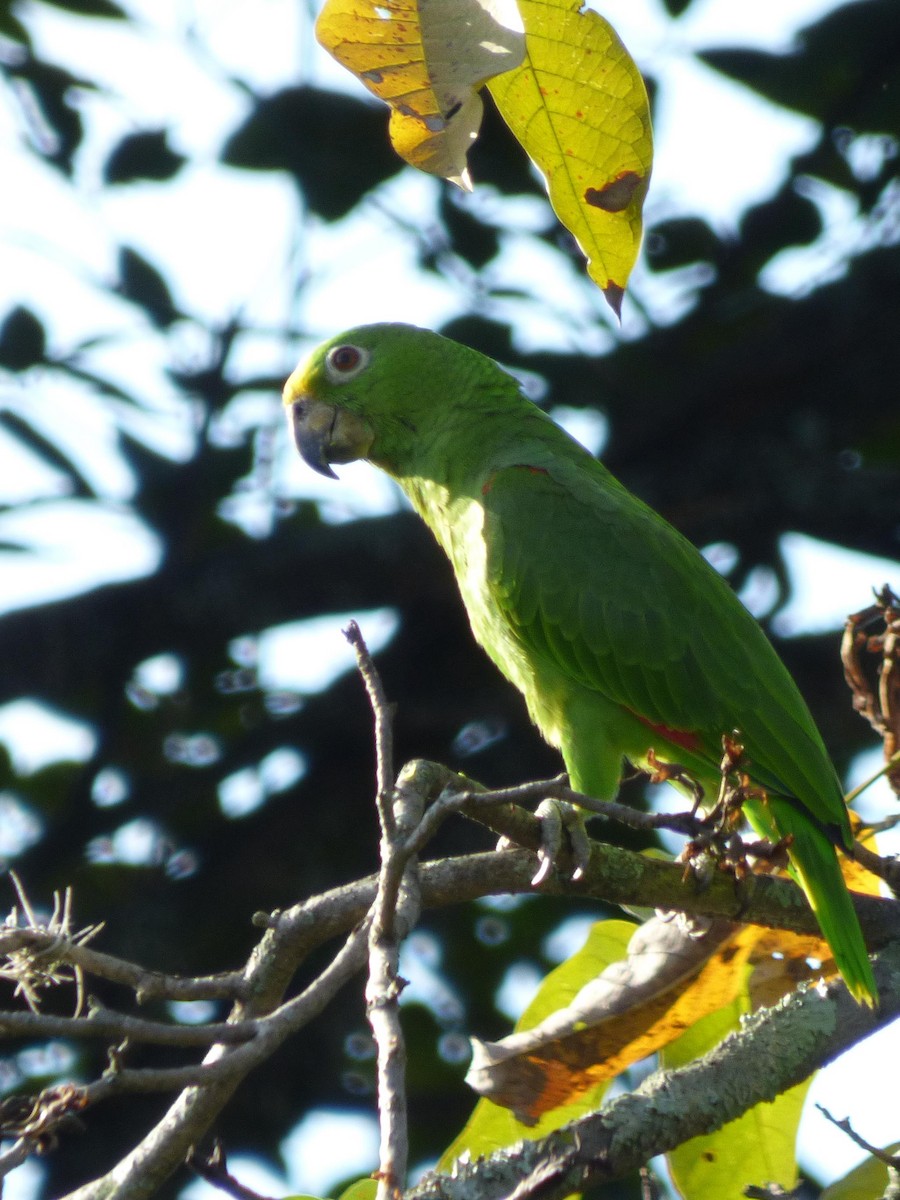 Gelbscheitelamazone - ML645651990