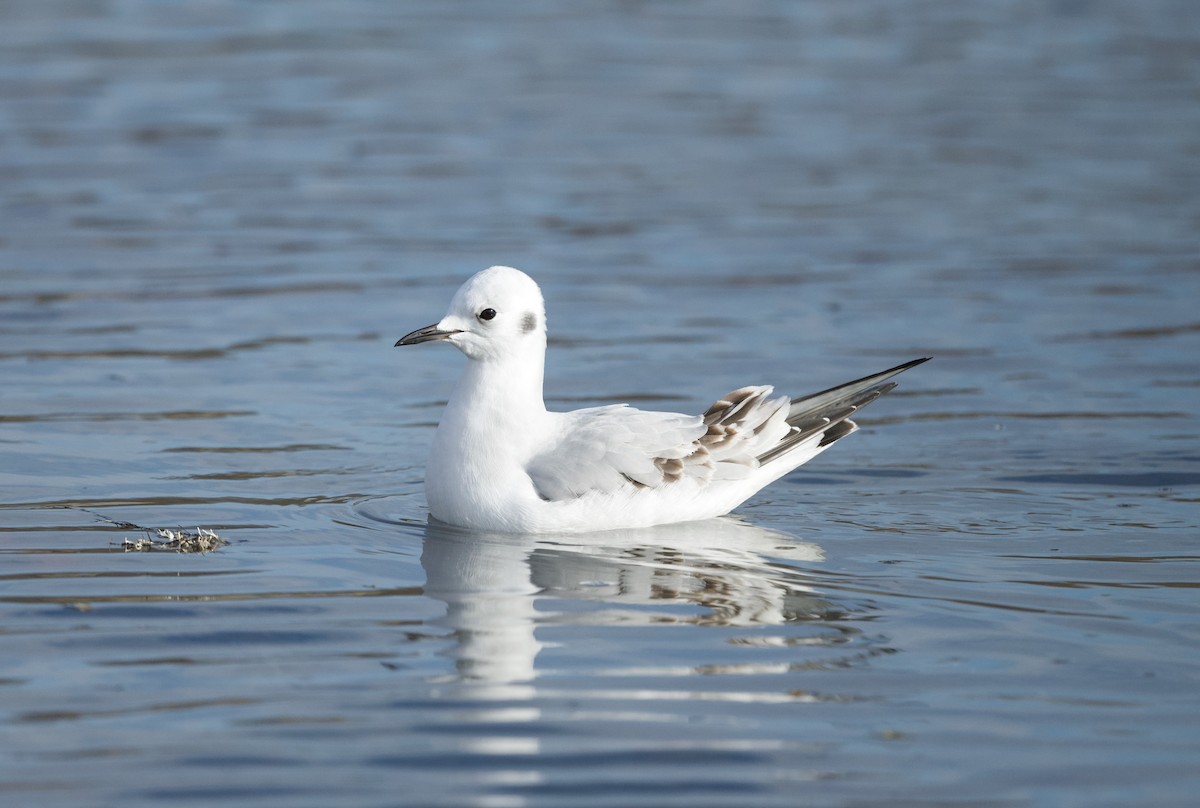 Gaviota de Bonaparte - ML645651995