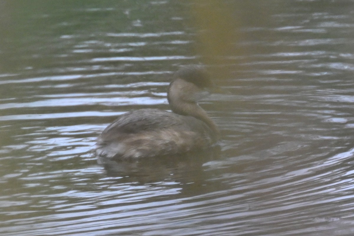 Little Grebe - ML645652007
