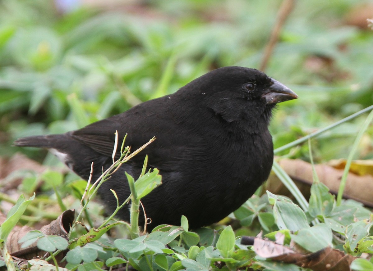 Small Ground-Finch - ML645652009