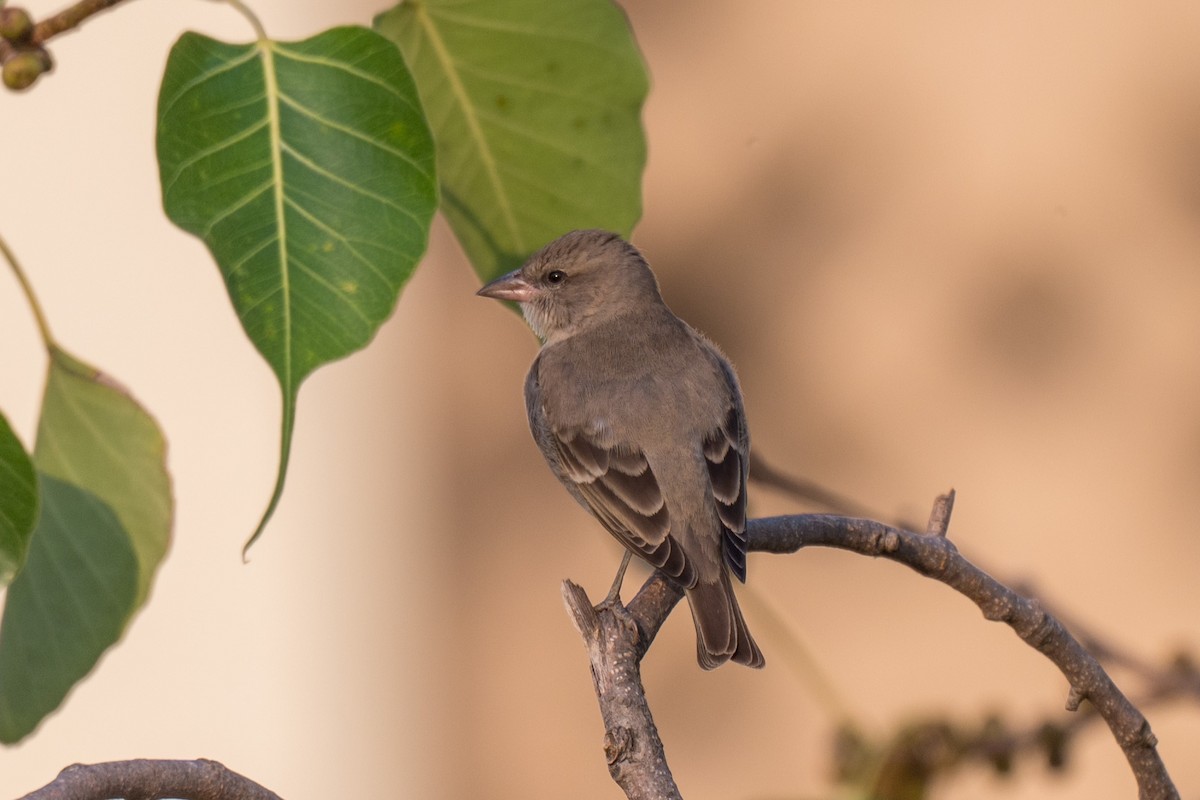 Yellow-throated Sparrow - ML645652012