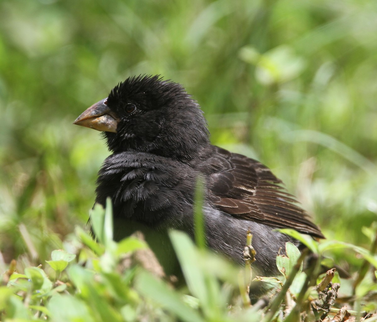 Medium Ground-Finch - ML645652013