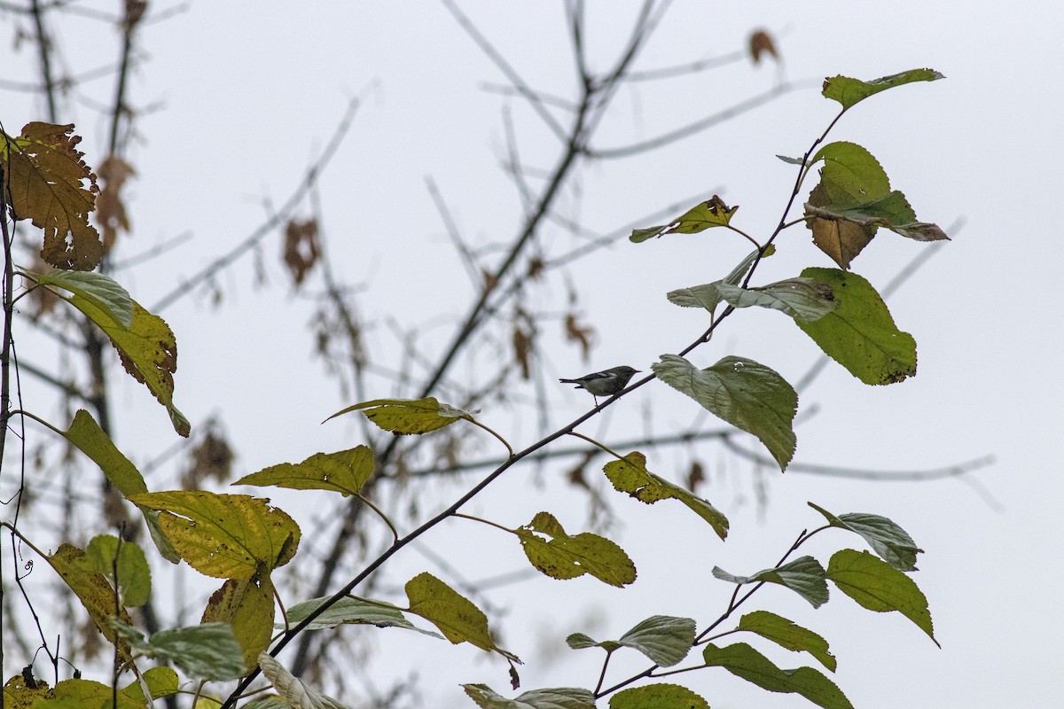 Northern Parula - ML645652016
