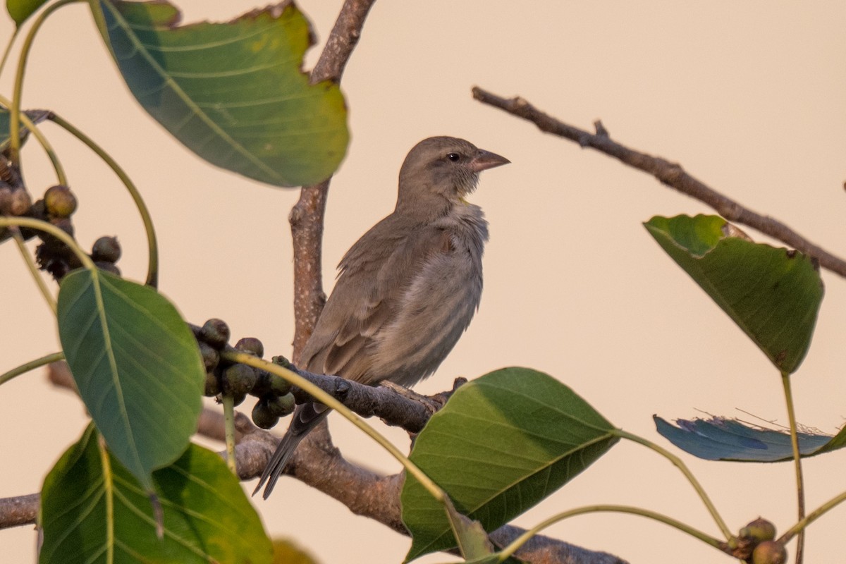 Yellow-throated Sparrow - ML645652021