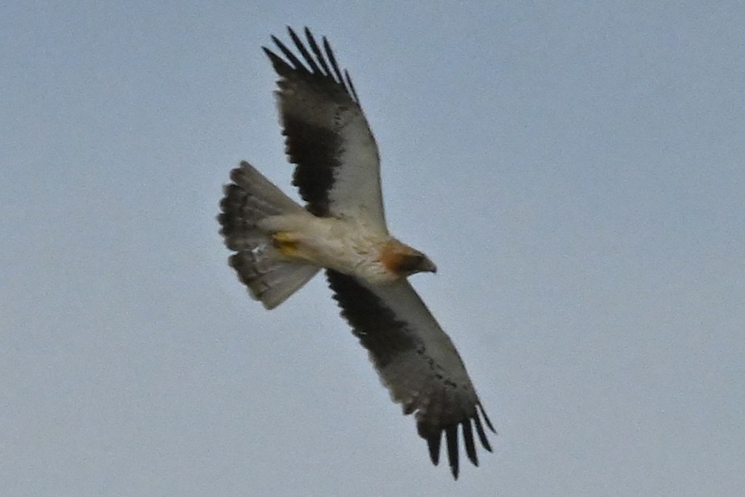 Booted Eagle - ML645652022