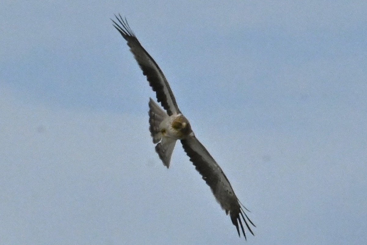 Booted Eagle - ML645652023