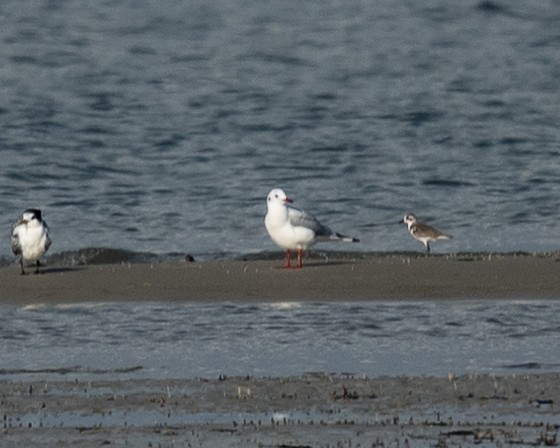 שחף אגמים - ML645652024