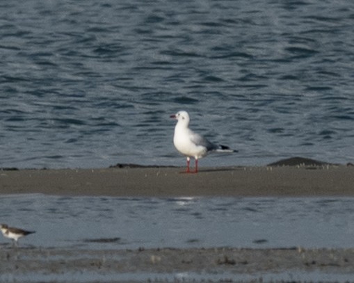 שחף אגמים - ML645652025