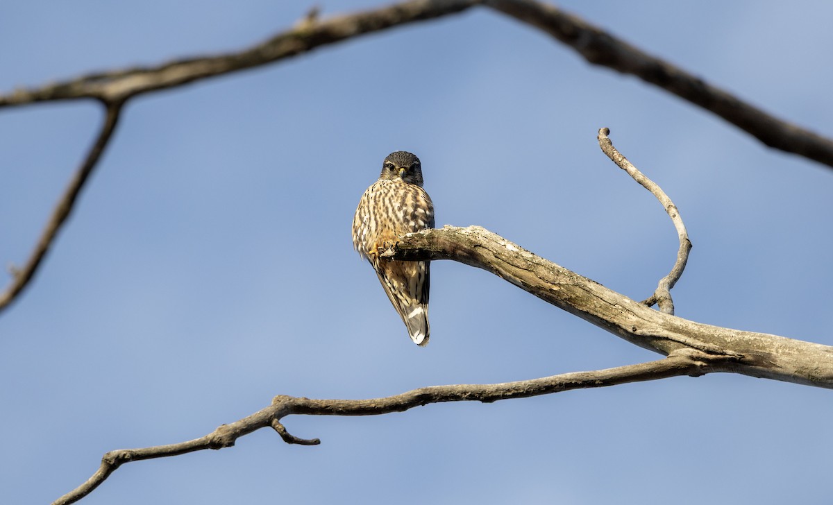 Хайргууна шонхор - ML645652028