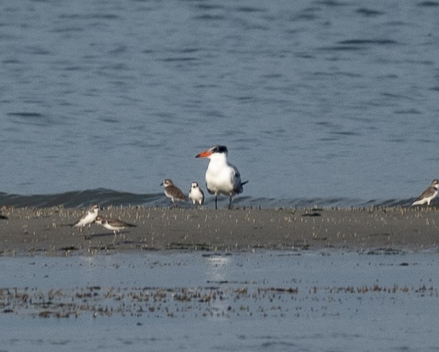שחפית כספית - ML645652029