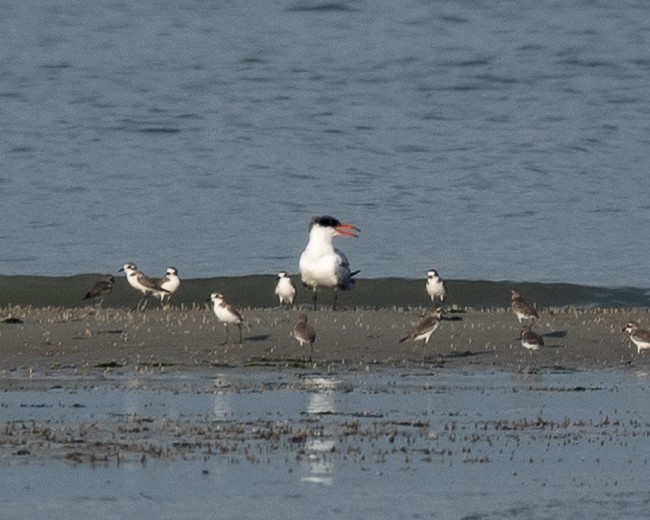 שחפית כספית - ML645652030