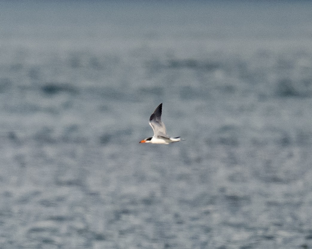 שחפית כספית - ML645652031