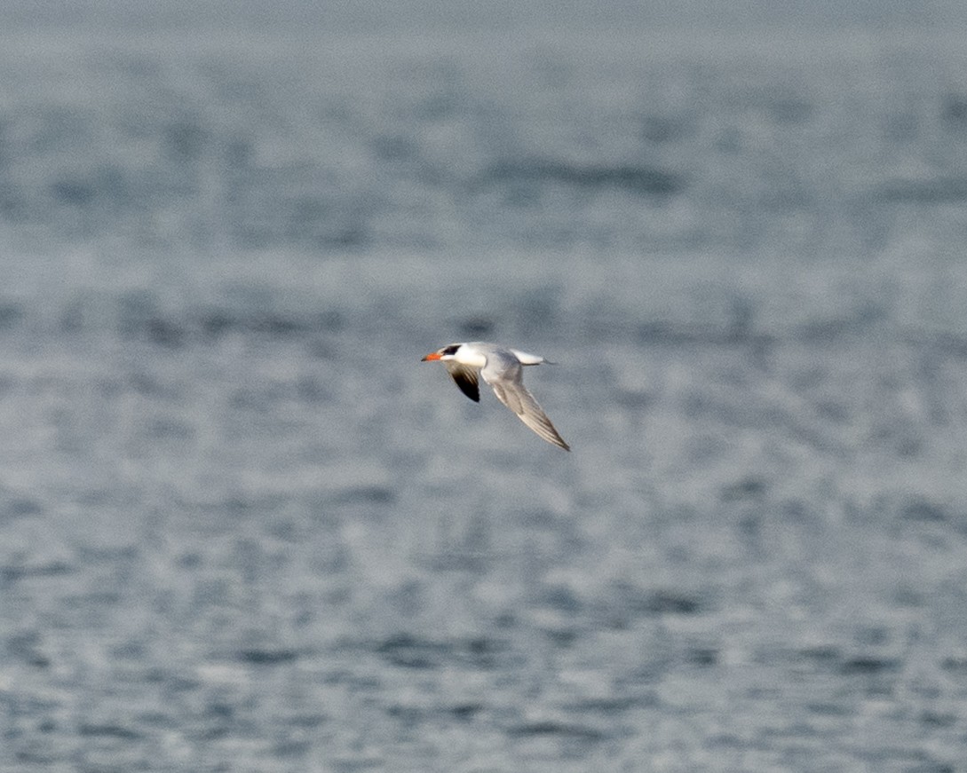 שחפית כספית - ML645652033