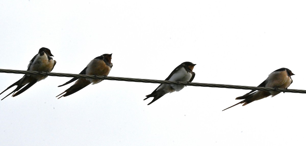 Barn Swallow - ML645652045