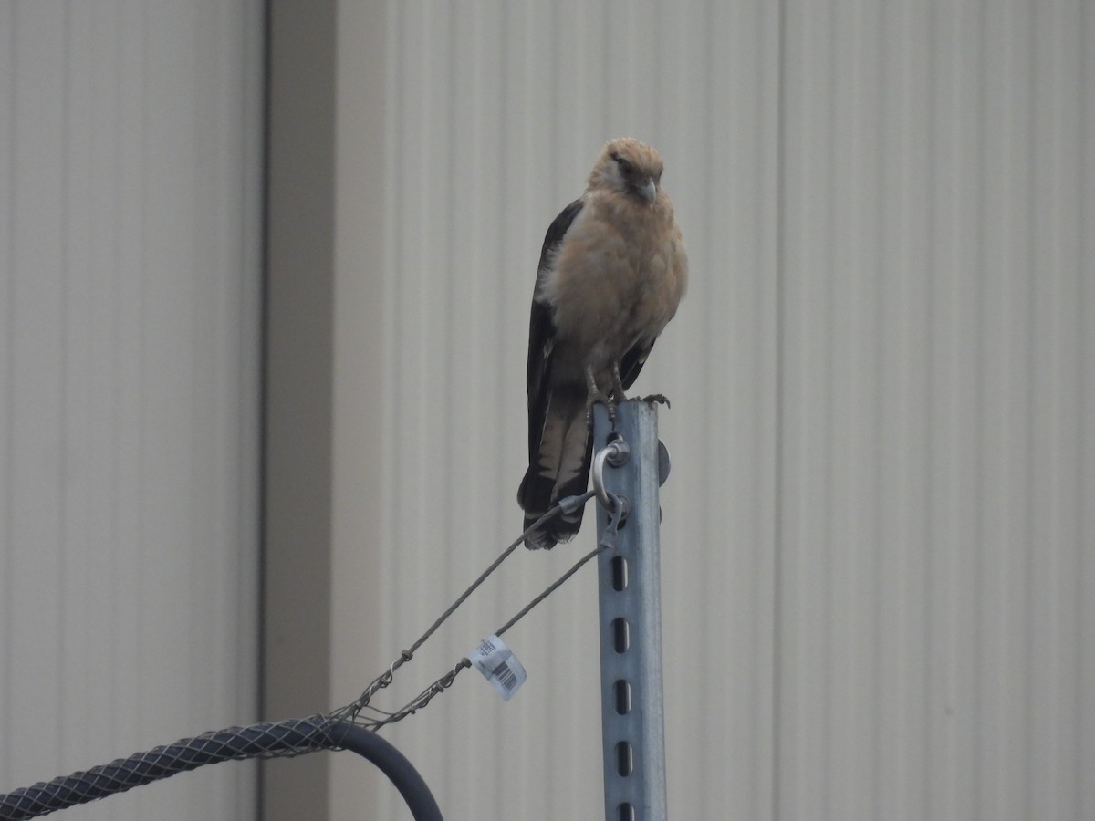 Yellow-headed Caracara - ML645652051
