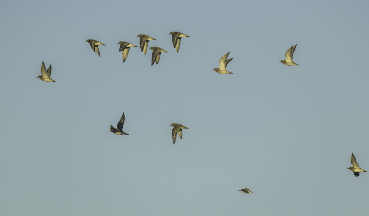 Сивка звичайна - ML645652052