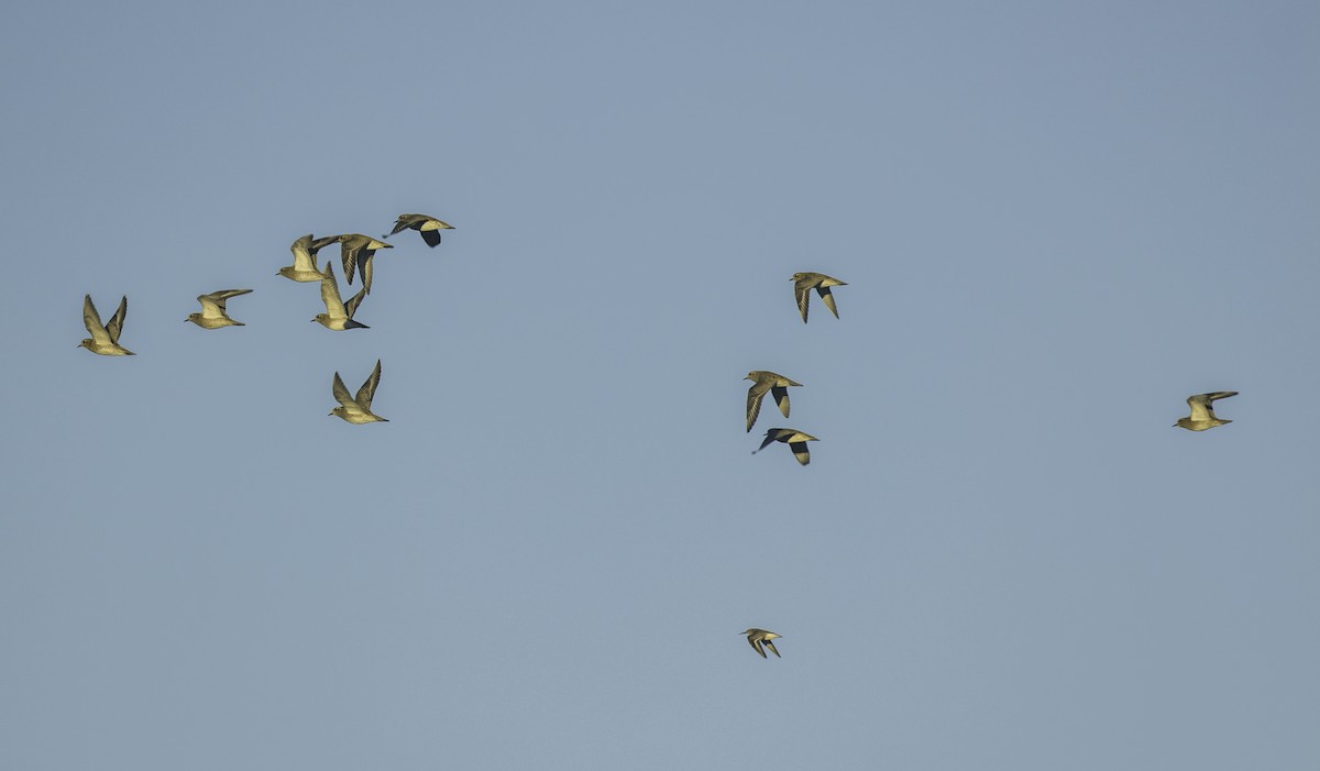 Сивка звичайна - ML645652053