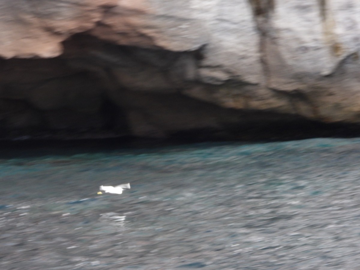 Little Egret - ML645652058