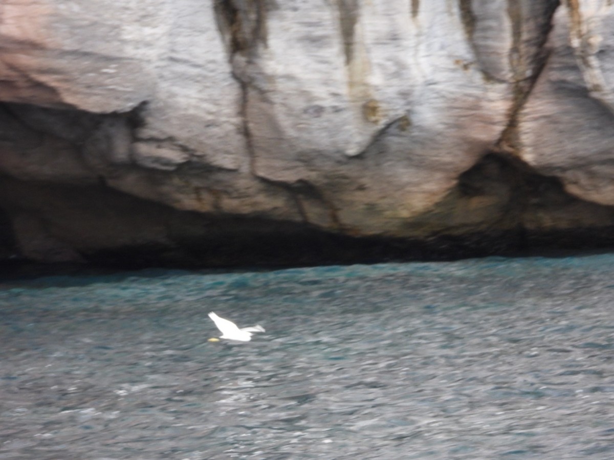 Little Egret - ML645652059