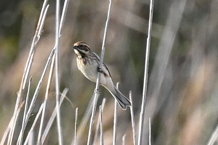 Reed Bunting - ML645652066
