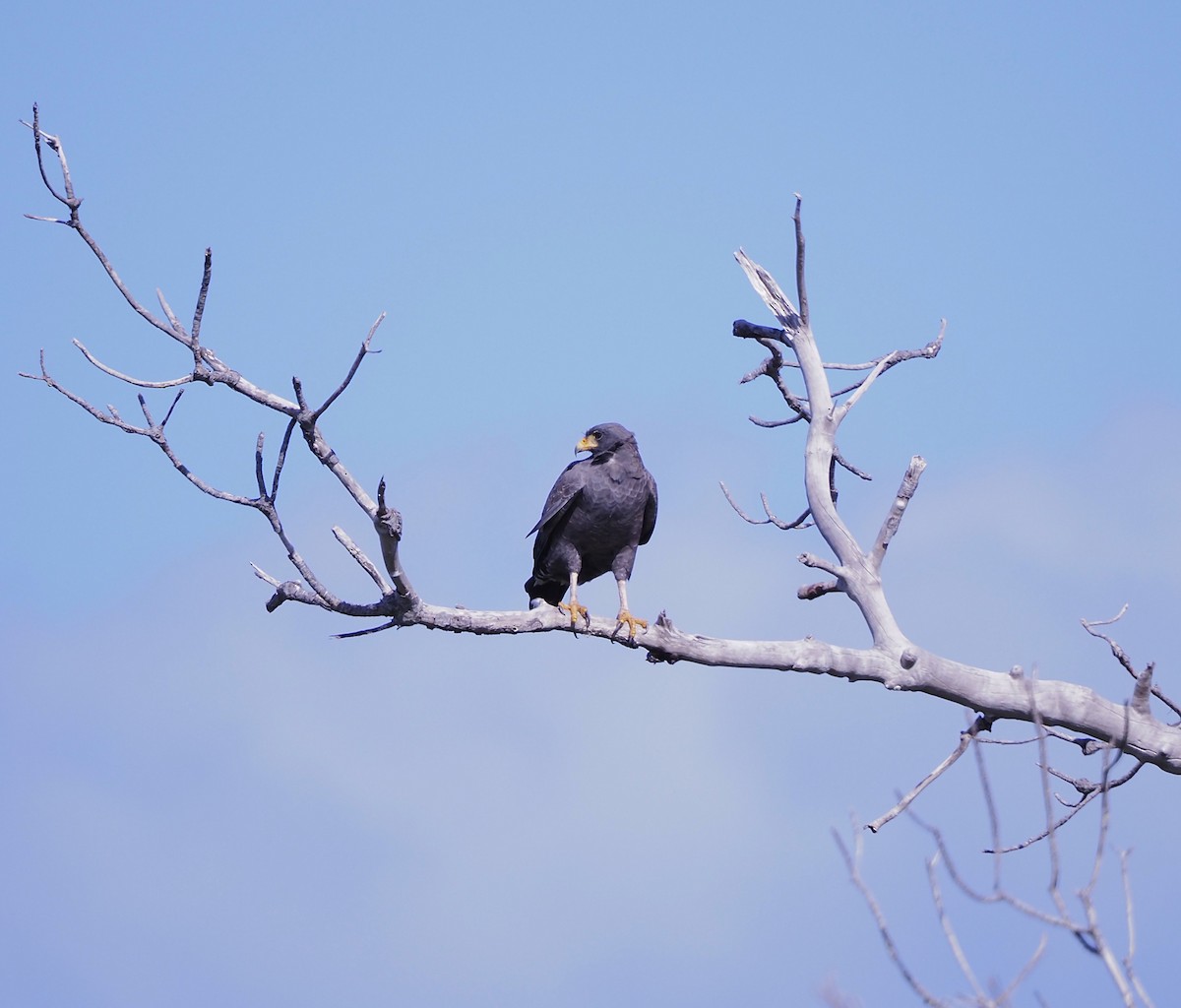 Cuban Black Hawk - ML645652085