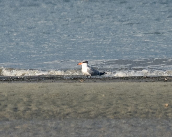 שחפית כספית - ML645652087