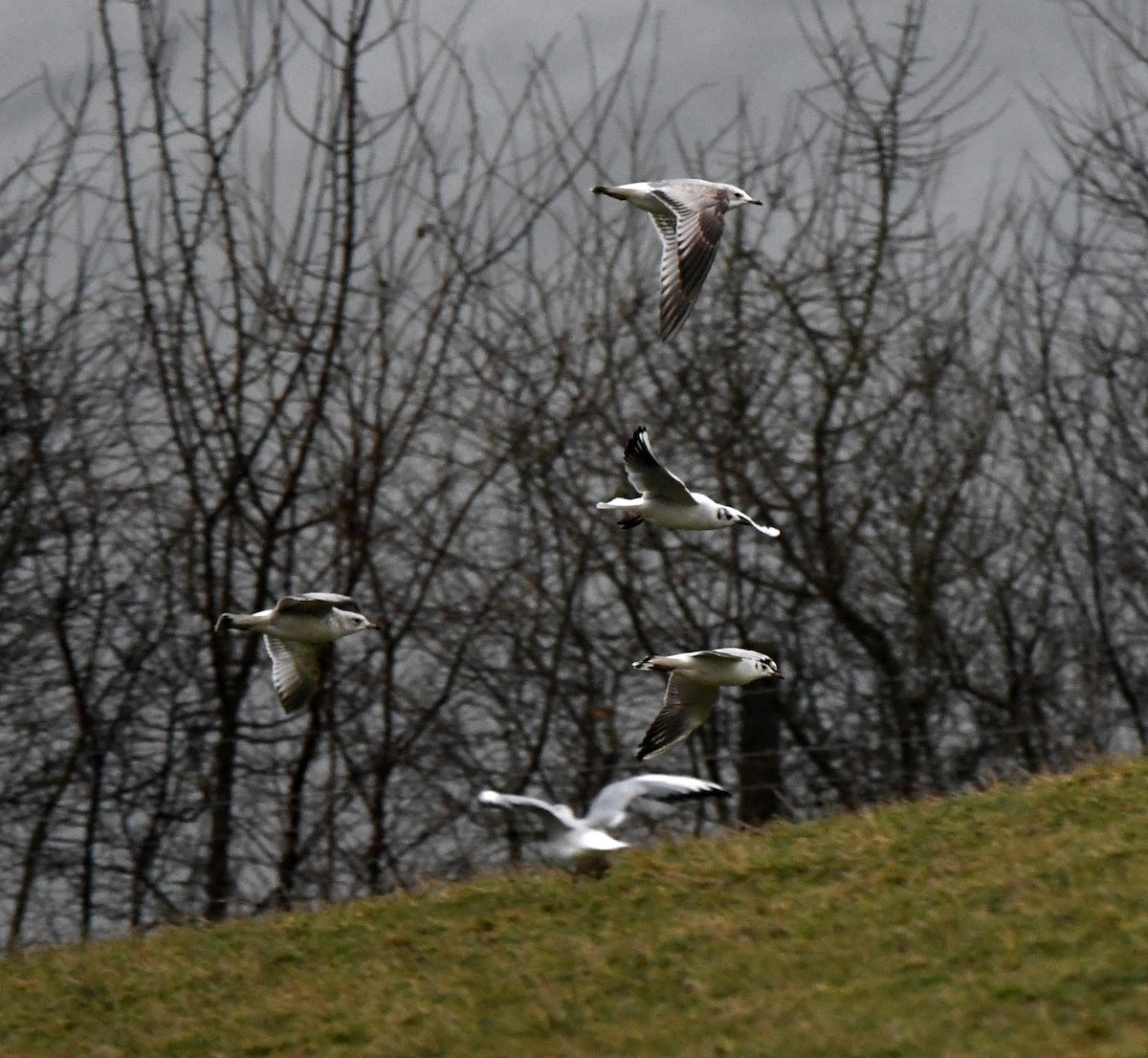 ユリカモメ - ML645652088