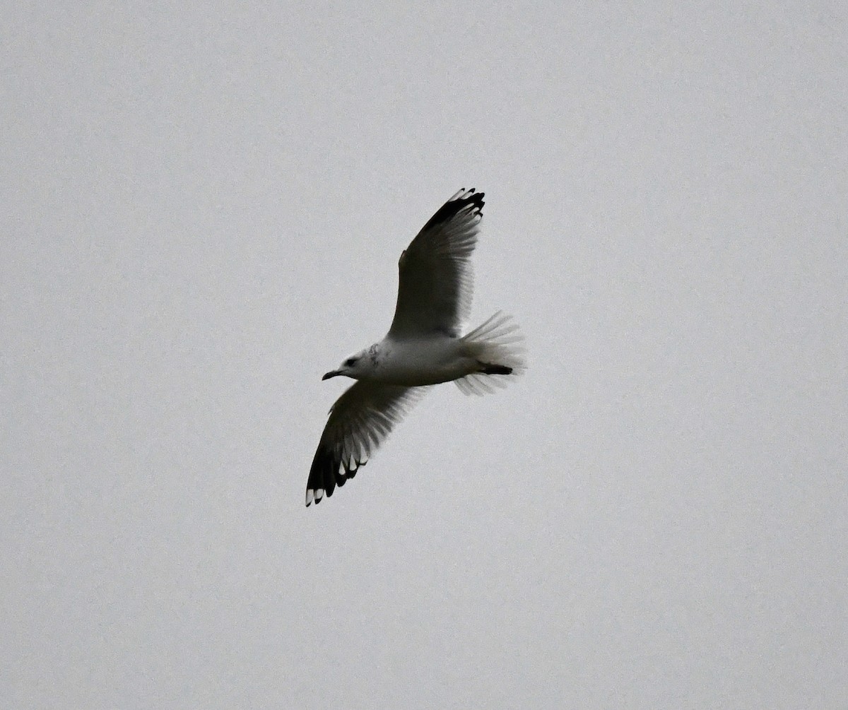 Common Gull (European) - ML645652089