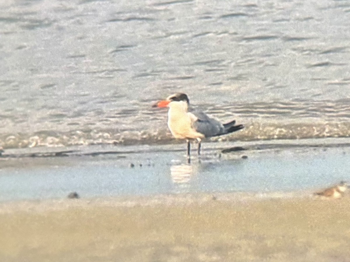 שחפית כספית - ML645652091