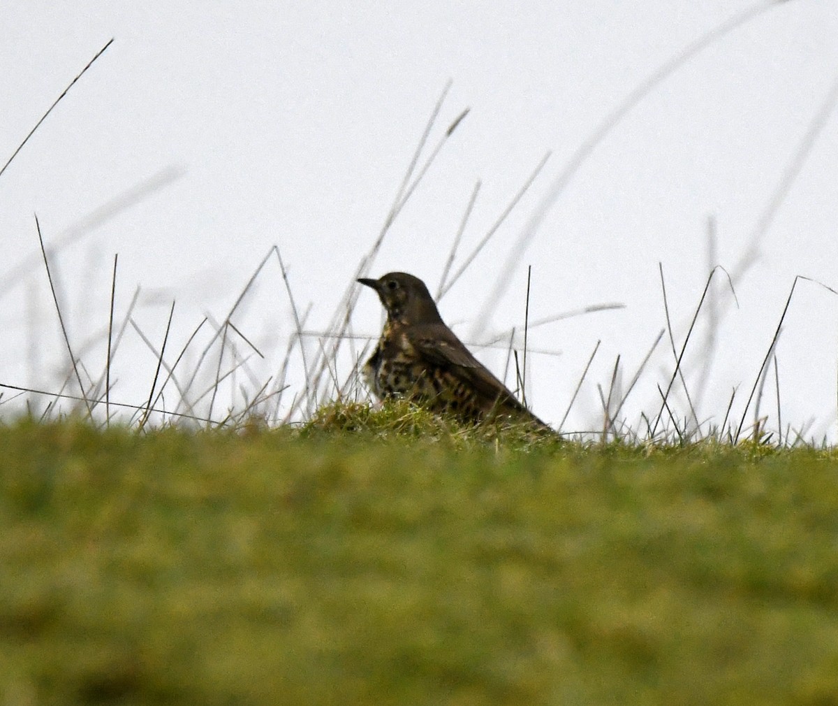 槲鶇 - ML645652099