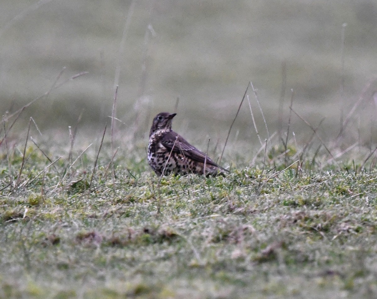 槲鶇 - ML645652100