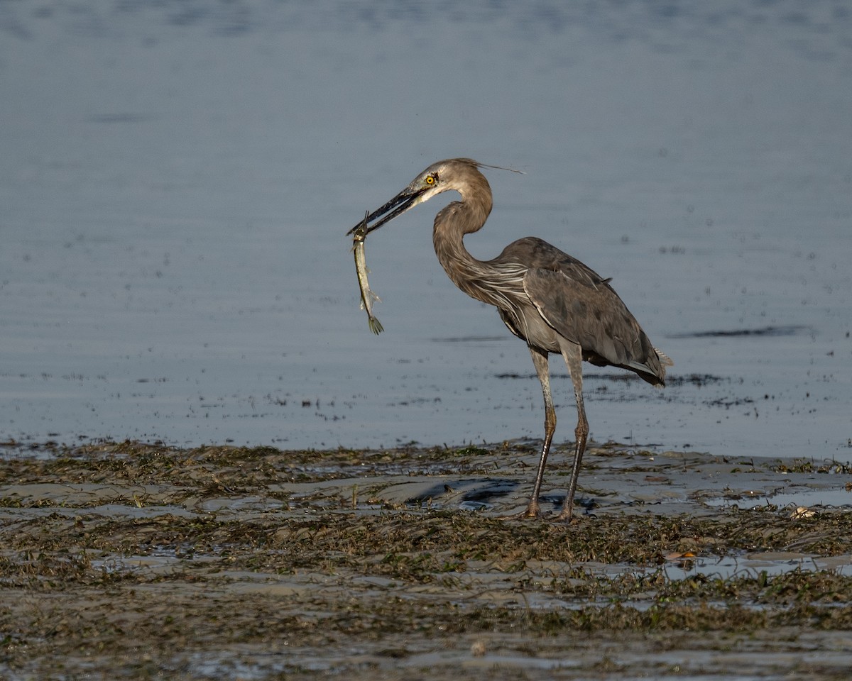 Great-billed Heron - ML645652102