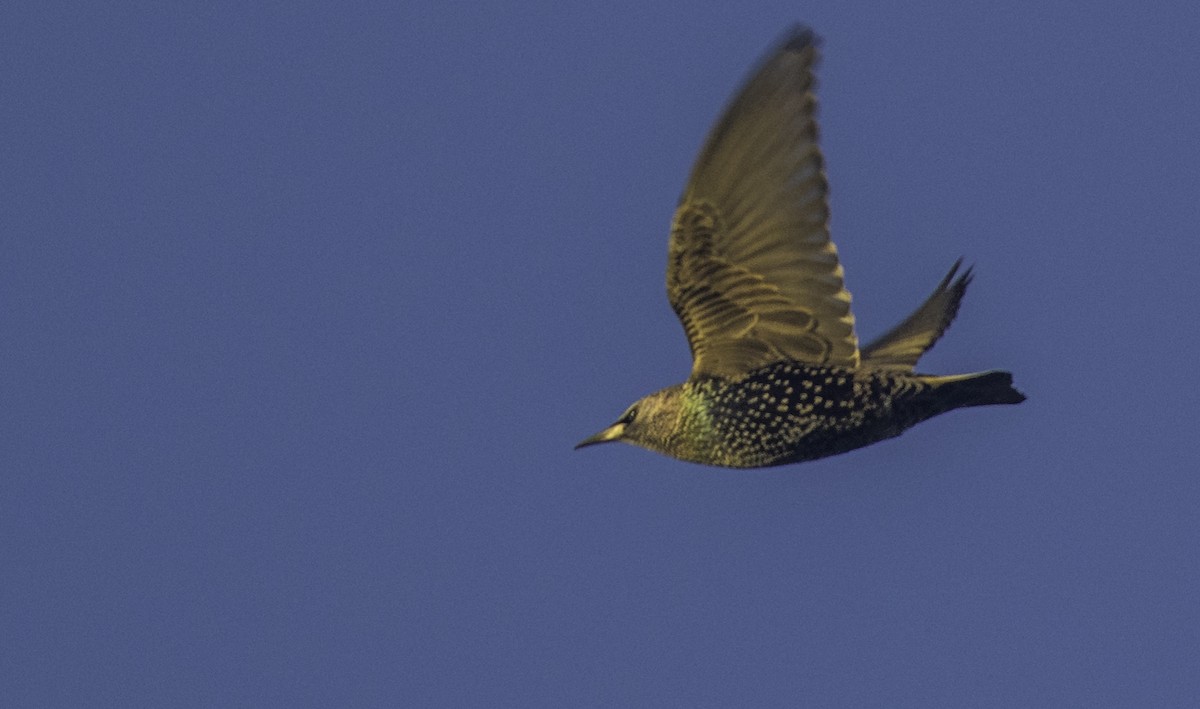 Шпак звичайний - ML645652112