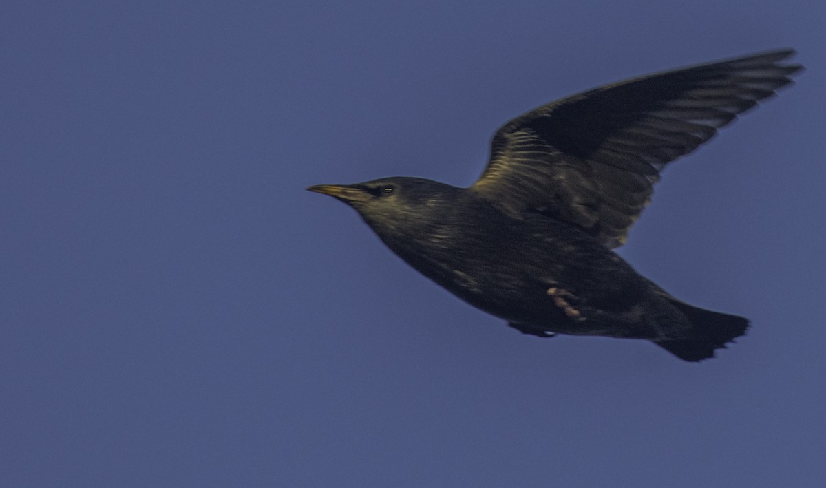 זרזיר שחור - ML645652114