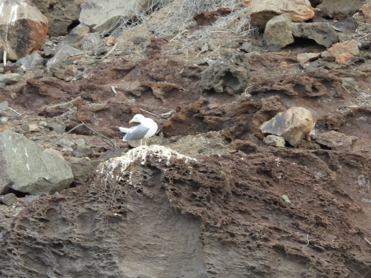 racek středomořský - ML645652115