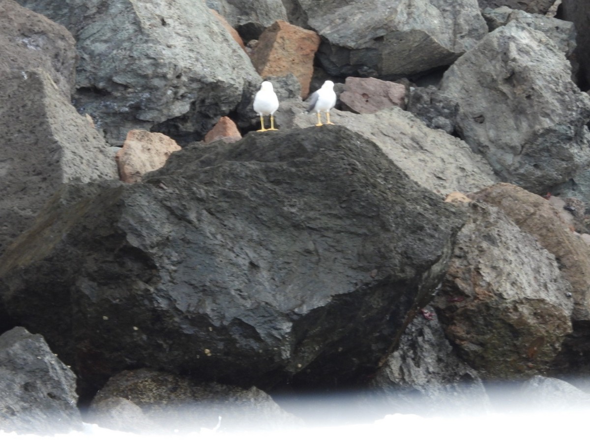 racek středomořský - ML645652116