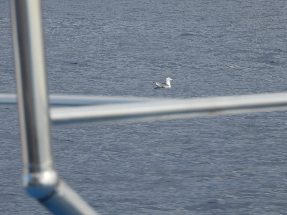 racek středomořský - ML645652117