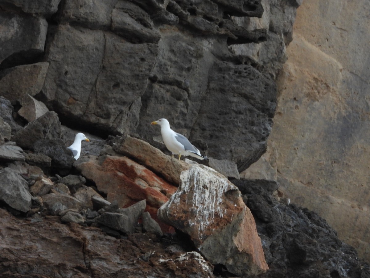 racek středomořský - ML645652118