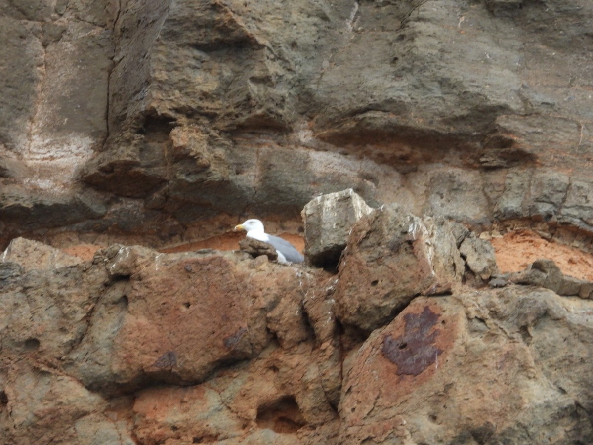 racek středomořský - ML645652119