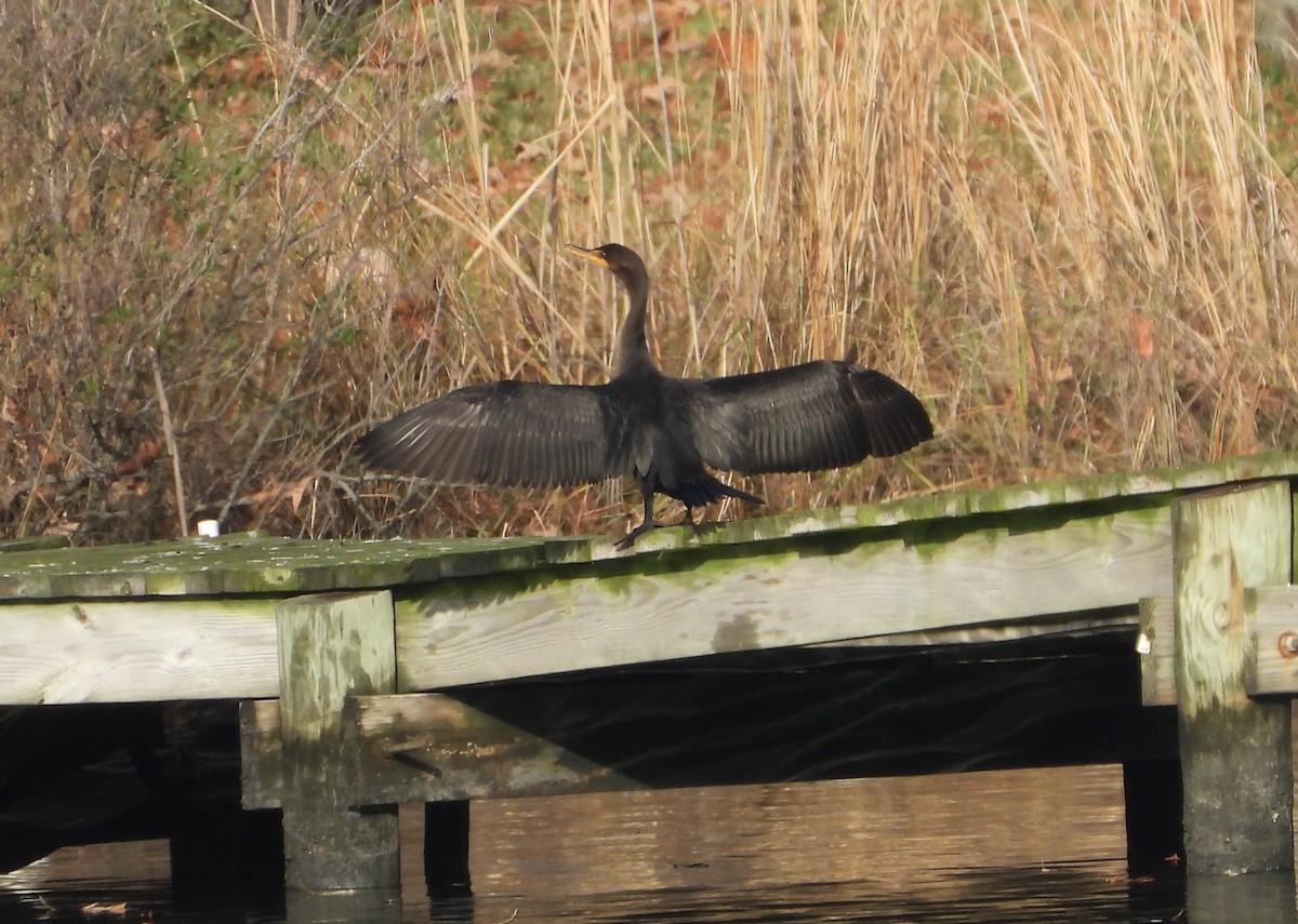 ミミヒメウ - ML645652120