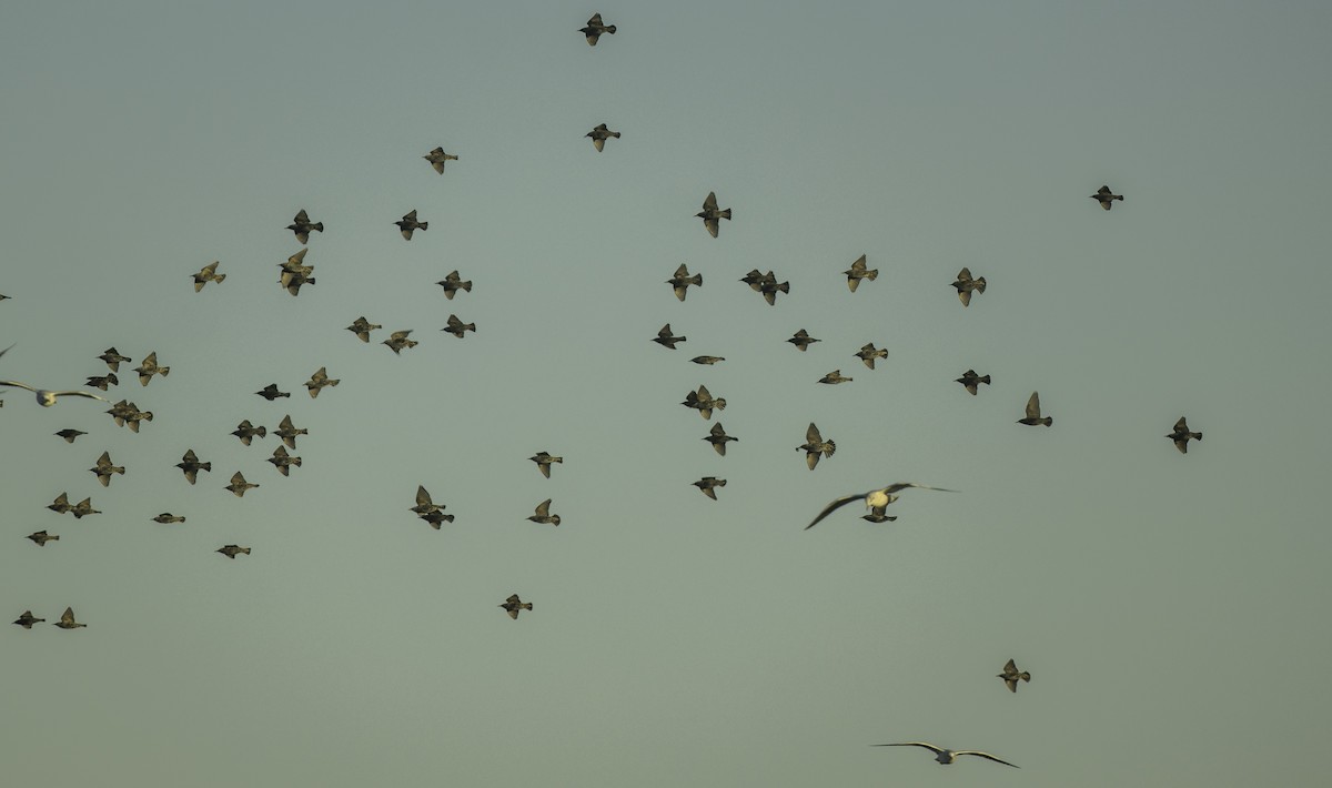 Шпак звичайний - ML645652122