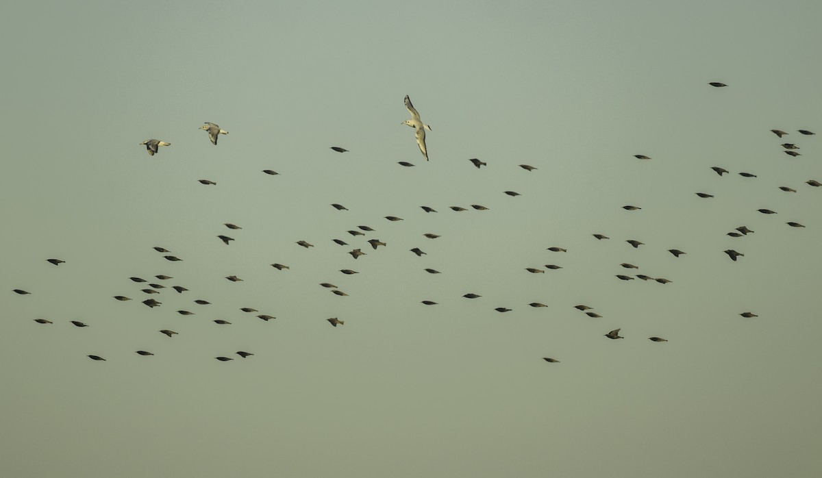 Шпак звичайний - ML645652126