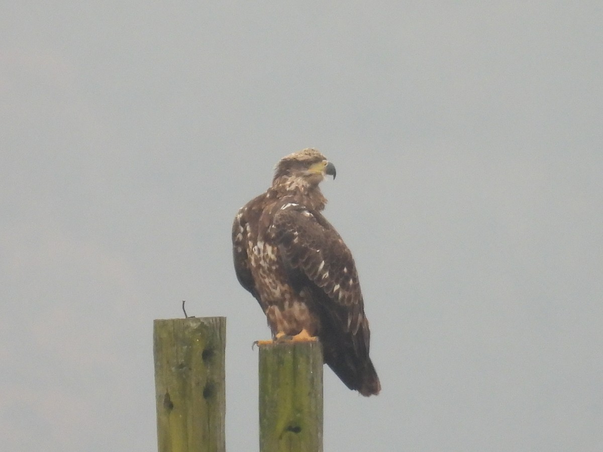 Bald Eagle - ML645652127