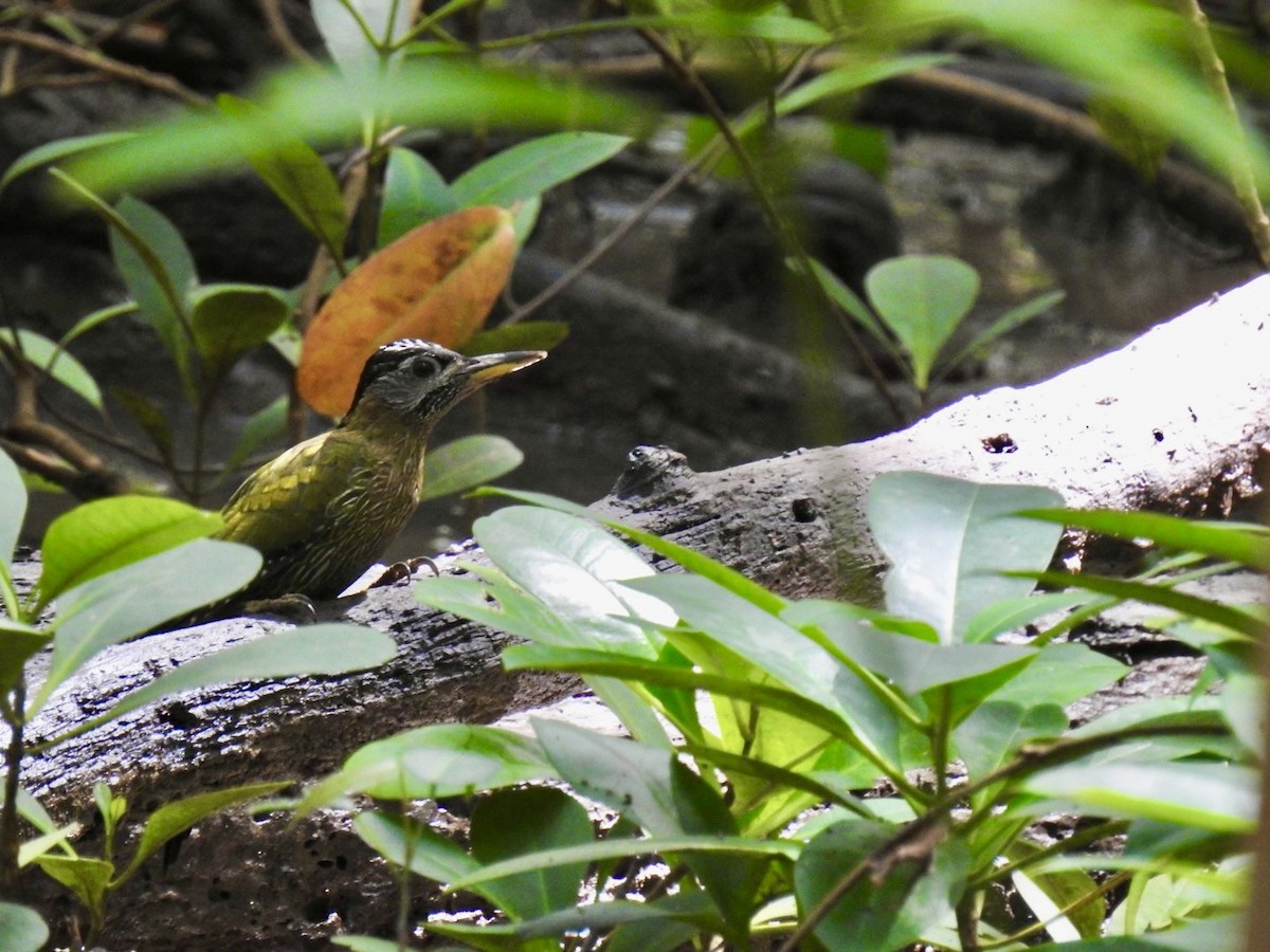 burmaspett - ML645652129