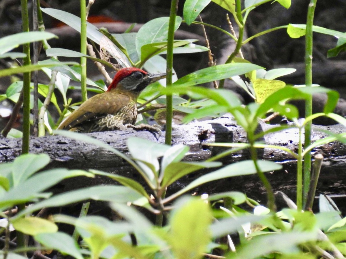 burmaspett - ML645652130