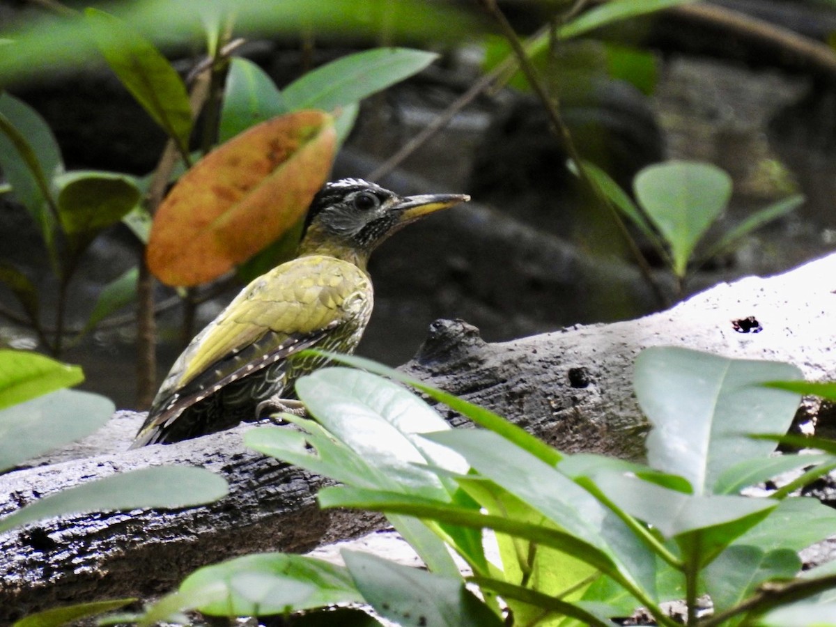 burmaspett - ML645652131