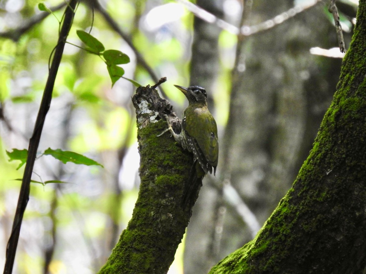 burmaspett - ML645652133