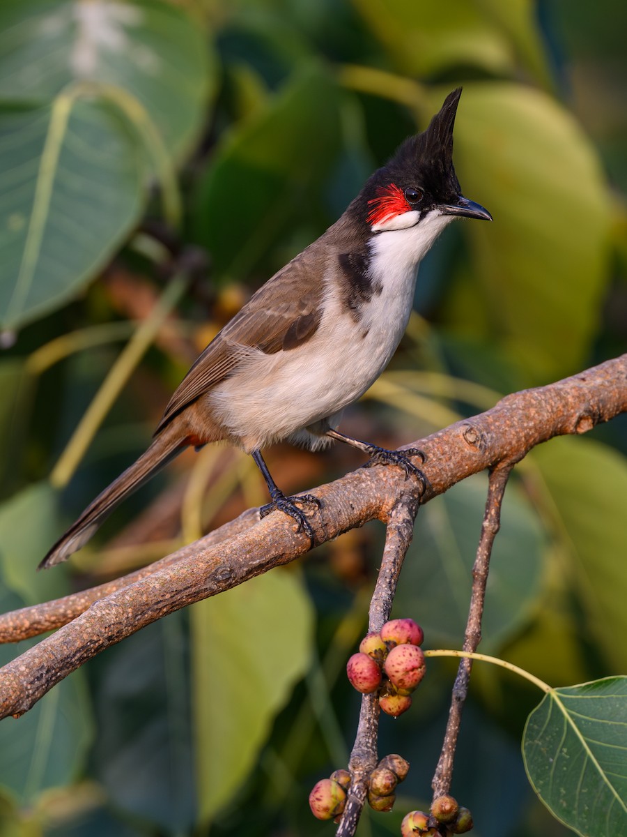 Red-whiskered Bulbul - ML645652135